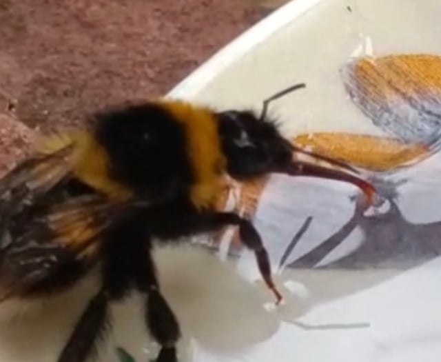 Tails from South Moor | Bee Kind by vet Lou Newman